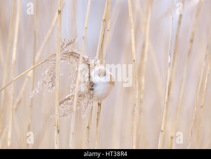 Bearded reedling Panurus biarmicus (femelle), dans des roseaux, Saxe, Allemagne Banque D'Images