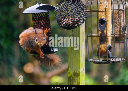 Écureuil roux (Sciurus vulgaris) manger des arachides par un mangeoire à graines résistant aux écureuils accroché à la table d'oiseau dans un jardin domestique. Anglesey nord du pays de Galles Royaume-Uni Banque D'Images