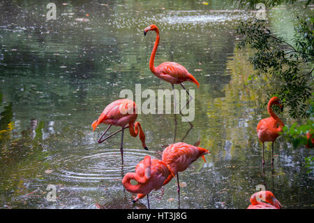 Flamants roses Banque D'Images