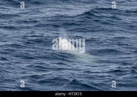 Baleine à bec de Cuvier mâle ou d'oie-sowerby, Ziphius cavirostris, surfaçage de plusieurs centaines de milles au large de la Mauritanie, l'Afrique du Nord Banque D'Images