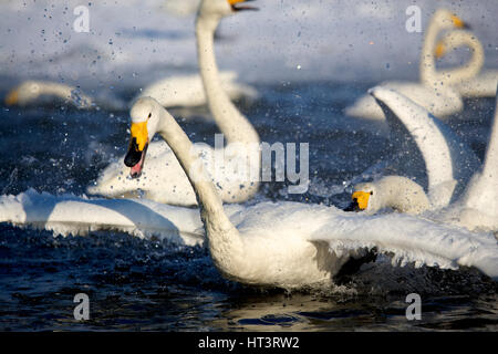 Cygne chanteur (Cygnus cygnus) dans le lac Kussharo, Hokkaido, Japon Banque D'Images