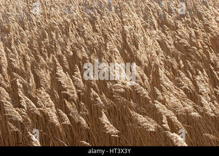 Roseaux, Phragmites australis, qui souffle dans le vent. Prises de janvier. Lea Valley, Essex, Royaume-Uni. Banque D'Images