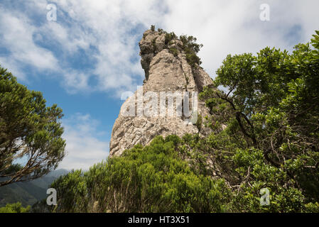 Roque Anambro Anaga en forêt tropicale, l'île de Tenerife, Canaries, Espagne. Banque D'Images