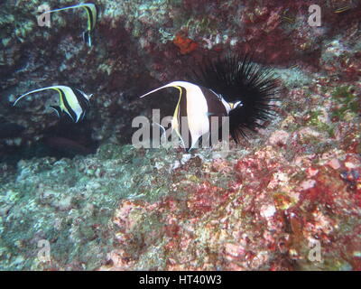 Deux idole maure (Zanclus cornutus) Poisson Banque D'Images