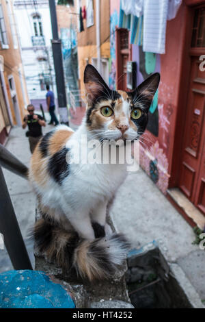 Chat dans les rues de Valparaiso, Chili Banque D'Images