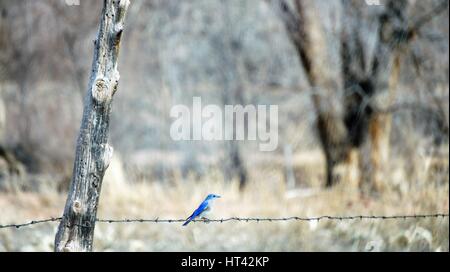 Blue Bird sur du fil de fer barbelé Banque D'Images