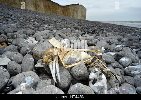 Gannet, mort d'oiseaux de mer, échoué sur une plage de galets de Sussex, UK Banque D'Images