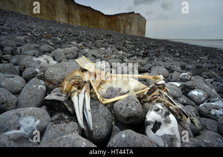 Gannet, mort d'oiseaux de mer, échoué sur une plage de galets de Sussex, UK Banque D'Images