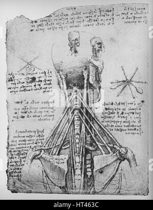 "Étude de la vue arrière d'un squelette, montrant les tendons du cou', c1480 (1945). Artiste : Leonardo da Vinci. Banque D'Images