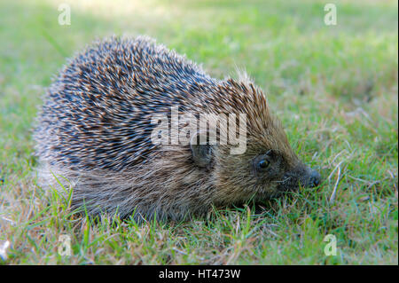 L'hérisson(Erinaceus) eropaeus en quête de vers de terre sur un jardin pelouse dans Kettlestone, Norfolk. Banque D'Images