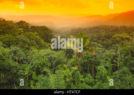 La canopée de la forêt tropicale Forêt nationale de EL YUNQUE RIO GRANDE PUERTO RICO Banque D'Images