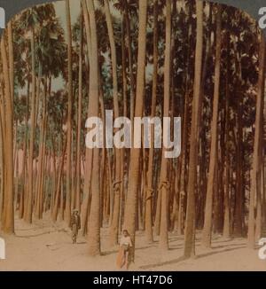 Palmiers Toddy '100 pi. de hauteur, Pagan, Birmanie", 1907. Artistes : Elmer Underwood, Bert Elias Underwood. Banque D'Images