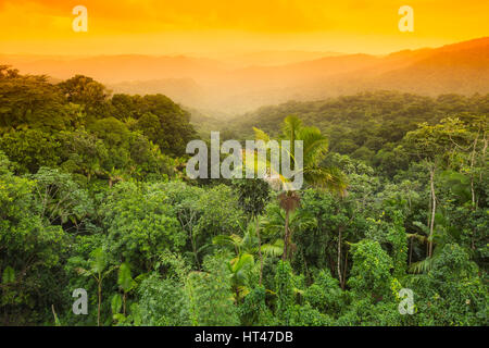 La canopée de la forêt tropicale Forêt nationale de EL YUNQUE RIO GRANDE PUERTO RICO Banque D'Images