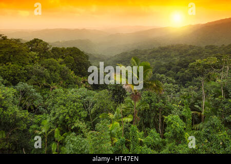 La canopée de la forêt tropicale Forêt nationale de EL YUNQUE RIO GRANDE PUERTO RICO Banque D'Images