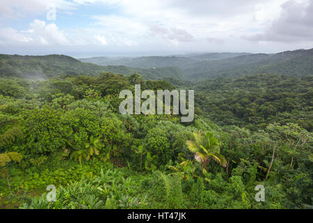 La canopée de la forêt tropicale Forêt nationale de EL YUNQUE RIO GRANDE PUERTO RICO Banque D'Images