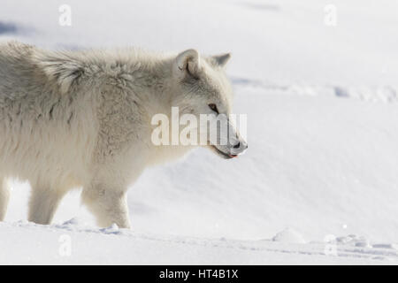 Loup arctique en hiver Banque D'Images