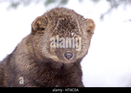 Portrait de Fisher dans la neige profonde sur journée d'hiver Banque D'Images