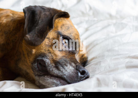 Mignon chien fixe sur le côté du lit en raison de pensées Banque D'Images