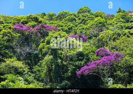 La végétation tropicale dans la région de Ilha Grande, RJ, Brésil. Banque D'Images