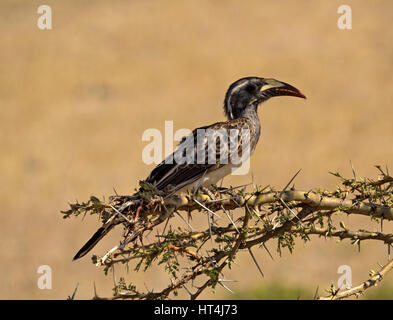 Calao gris d'Afrique (Tockus nasutus) dans les Conservatoires, Mara Mara, Kenya Afrique Plus Banque D'Images