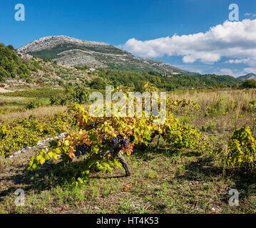 Vignoble traditionnel sur l'île de Brac en Dalmatie, Croatie Banque D'Images