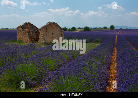 La lavande et un mas en pierre dans la distance en Provence, France. Banque D'Images