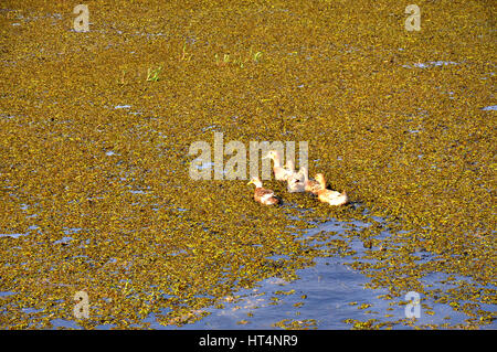 Canards, Lac, Alleppey, Kuttanad, Alappuzha, Kerala, Inde (photo Copyright © Saji Maramon) Banque D'Images