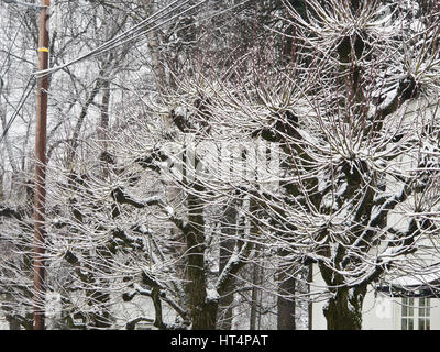 Avec l'avenue bordée d'arbres taillés et de nouvelles branches avec de la neige, des paysages d'hiver à Oslo Norvège Banque D'Images