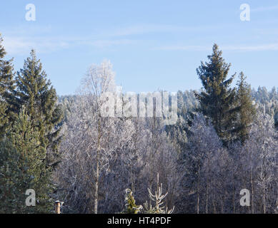 Forêt d'hiver dans la banlieue de la capitale norvégienne Oslo, givre et de la neige se combinent pour donner l'apparence du paysage nature morte Banque D'Images