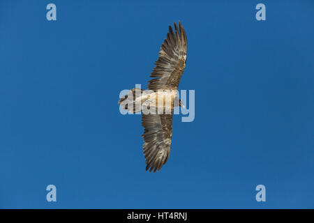 Le vol nature gypaète juvénile (LIC)) avec ciel bleu Banque D'Images
