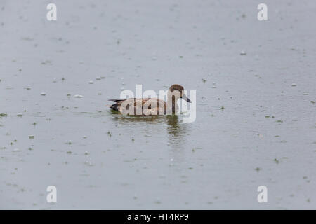 Portrait d'homme naturel le canard chipeau (Anas strepera) nager dans la pluie Banque D'Images