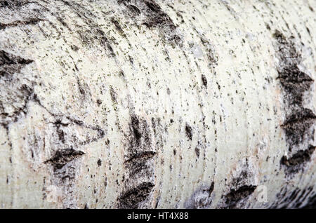 L'écorce des arbres Aspen close up detail Banque D'Images