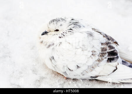 Oiseau Pigeon blanc et gris Le gel par temps froid l'hiver Banque D'Images