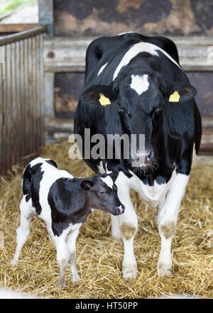 Petit veau debout à côté de la mère vache dans l'étable, Holstein, le bien-être des animaux, Rhénanie-Palatinat, Allemagne Banque D'Images