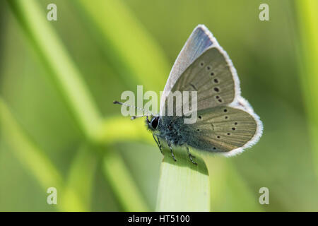 Petit papillon bleu (Cupido minimus), perché sur une tige d'herbe, dans le sud du Pays de Galles, Royaume-Uni Banque D'Images