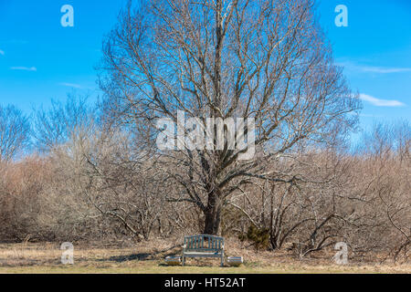 Banc solitaire sous un grand arbre en hiver Banque D'Images