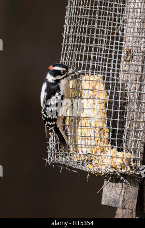 Le Pic mineur mâle sur suet d'alimentation. Banque D'Images