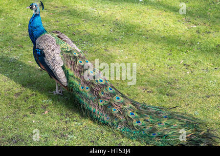 Balades autour de paon dans l'herbe verte d'un parc public Banque D'Images