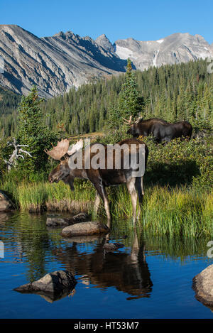 Bull Moose f(Alces alces) se nourrissent de la végétation à partir de l'étang, Indian Peaks Wilderness Area, Rocky Mountains, Colorado, USA Banque D'Images