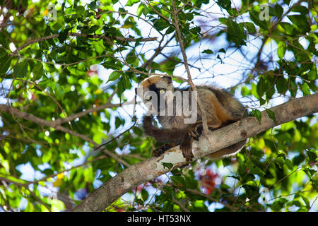 Lémurien brun rouge, le lémurien, Eulemur rufus, le Parc National Tsingy de Bemaraha, l'Ouest de Madagascar, par Monika Hrdinova/Dembinsky Assoc Photo Banque D'Images