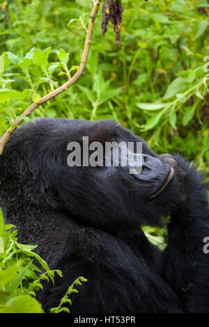 Mâle au dos argenté, Tm Gorille, Gorilla beringei beringei, volcans, montagnes des Virunga NP, le Rwanda, l'Afrique, par Monika Hrdinova/Dembinsky Assoc Photo Banque D'Images