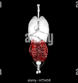 Système digestif des hommes. 3d illustration anatomique. Contient clipping path Banque D'Images