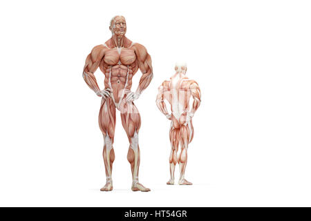 3D illustration des droits de l'anatomie musculaire. Isolées. Contient chemin de détourage. Banque D'Images