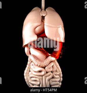 Brûler le foie humain. Concept d'une maladie du foie. 3D illustration. Banque D'Images