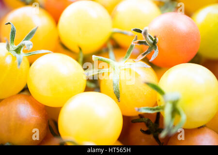 Peu de couleur rouge et jaune tomates close up et macro. Banque D'Images
