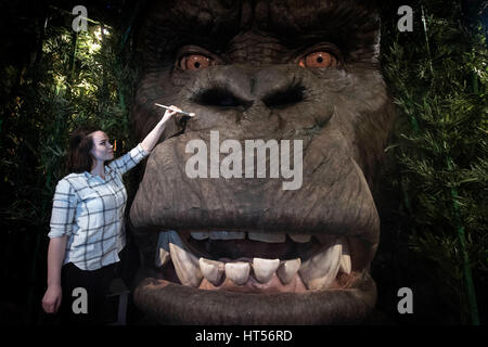 Un membre du personnel fait les derniers ajustements à un multi-sensoriel, chef de l'animatronic Kong qu'il est dévoilé à Madame Tussauds, London. Banque D'Images