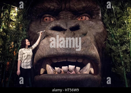 Un membre du personnel fait les derniers ajustements à un multi-sensoriel, chef de l'animatronic Kong qu'il est dévoilé à Madame Tussauds, London. Banque D'Images