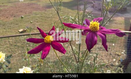 fleur rouge. Banque D'Images