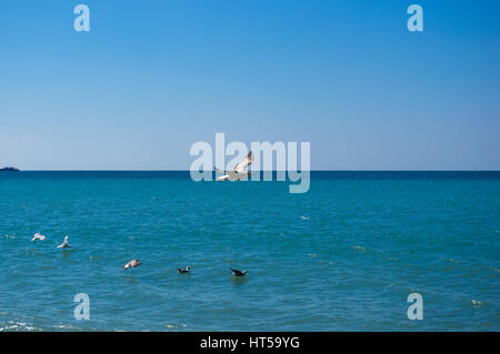 Mouette voler dans le ciel bleu avec des nuages blancs sur la mer Banque D'Images