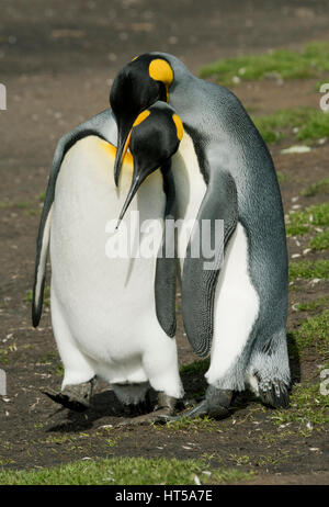 Manchot royal (Aptenodytes patagonicus), Point de bénévolat, Îles Falkland, paire de cour Banque D'Images